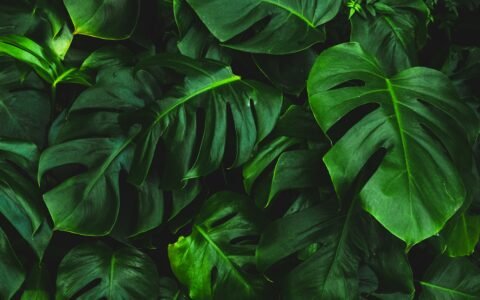 green-leafed plant
